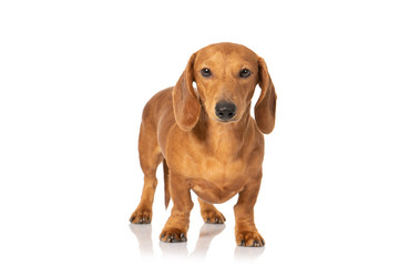 Brown teckel dog isolated on white