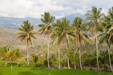 Obraz na płótnie Canvas Landscape with palm trees in the mountains.