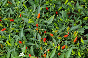 Chilli Pepper tree at garden