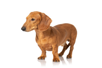 Brown teckel dog isolated on white