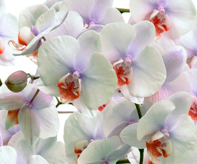 White Orchid flowers - 237353901