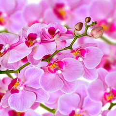 Pink Orchid on the background of other flowers - 237353938