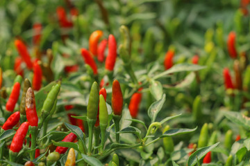Chilli Pepper tree at garden