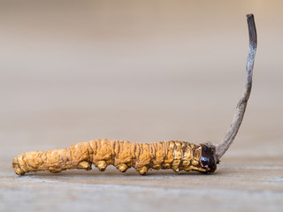 mushroom cordyceps or Ophiocordyceps sinensis this is a herbs on wooden table. Medicinal properties in the treatment of diseases. National organic medicine.