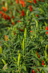 Chilli Pepper tree at garden