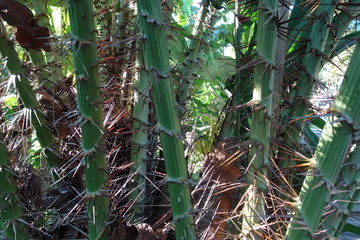 Obraz premium Animals and nature