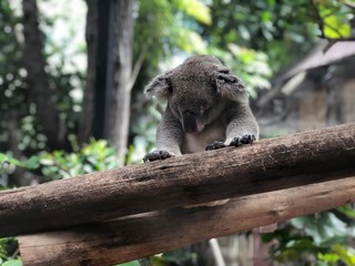 Koala in West Palm Beach Zoo