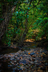 trees in the forest