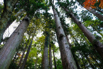 Japan im Herbst