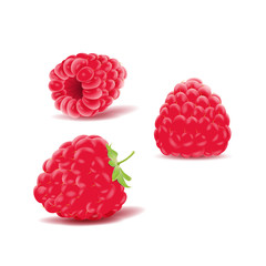 vector raspberries isolated on background