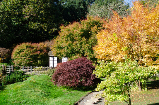 Japenese style garden in England with large Acer trees