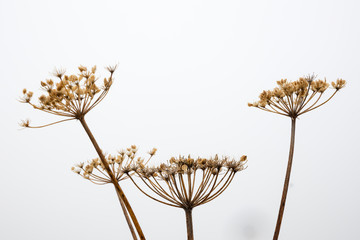 Berg-Bärenklau, (Heracleum), Allgäuer Alpen