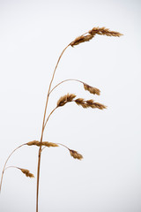 Gras in den Allg&auml;uer Alpen