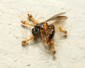 Red ants teamwork with selective focus