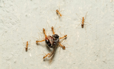 Red ants teamwork with selective focus