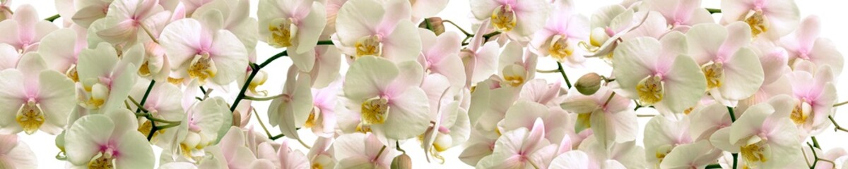 Panele Szklane Podświetlane  Białe kwiaty orchidei