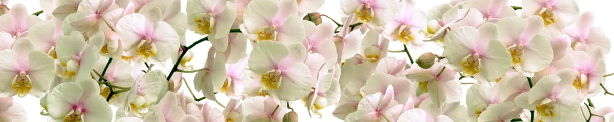 Rolgordijnen Witte orchidee bloemen © savojr