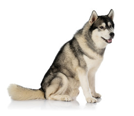 black and white siberian Husky dog on white
