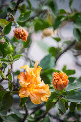 Orange azalea flower blossoms