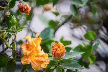 Orange azalea flower blossoms