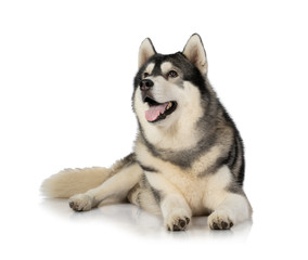 black and white siberian Husky dog on white