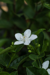 Obraz na płótnie Canvas Cape jasmine in garden