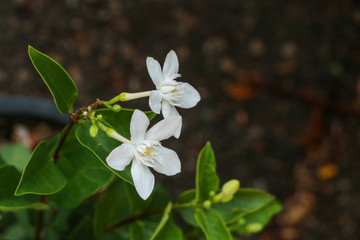 Cape jasmine in garden