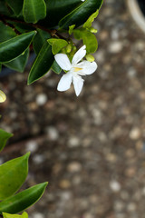 Cape jasmine in garden