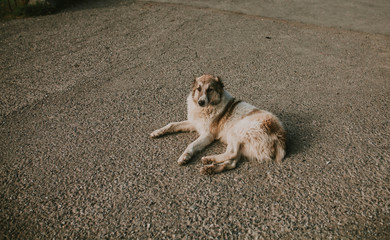 Shaggy dog lies on the road