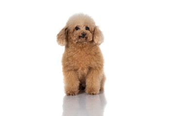miniature poodle dog isolated