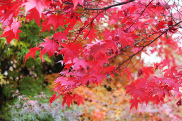 Maple leaf change color in Autumn