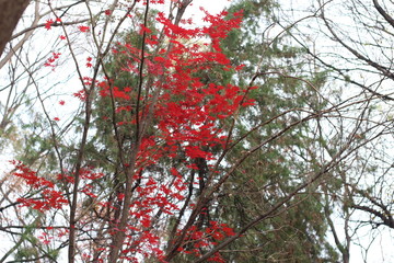 Maple leaf change color in Autumn
