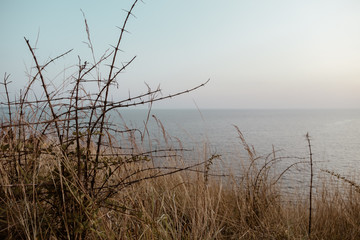brown grass on the cliff