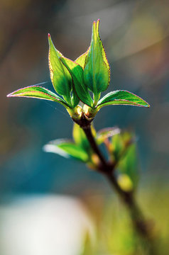 V&eacute;g&eacute;tal et Floral