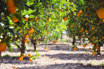 orange tree with fruits, beautigul drove of orange. Ripe organic oranges hanging from an orange...