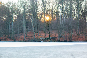 winter in the park and sunset between the trees