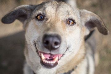 Happy smiling laughing dog