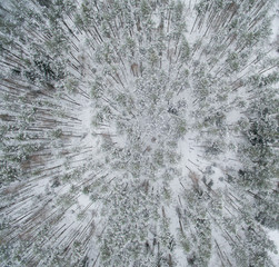 Winter forest. View from above. The photo was taken with a drone. Pine and fir forest in the snow