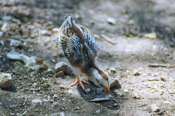 Chicks are growing on the ground