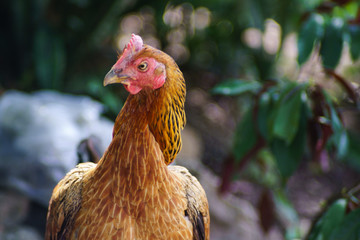 The native chicken face on the background is a colorful shrub