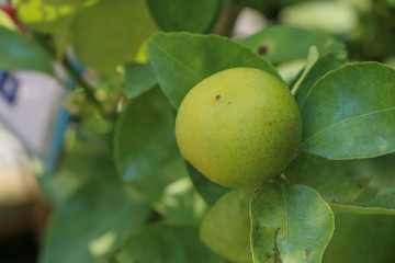 Lime Tree in the farm