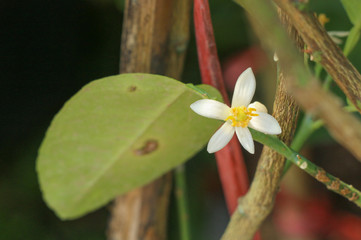 Lime Tree in the farm