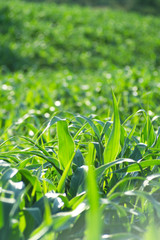 The green corn flush shows the health of the strong corn