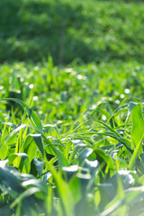 The green corn flush shows the health of the strong corn