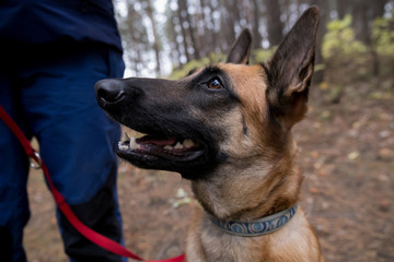 pet retriever dog happy walking on bright sunny day