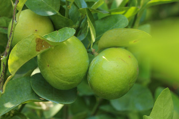 Lime Tree in the farm