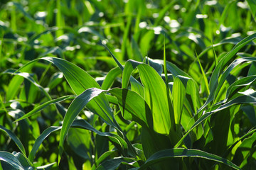 The green corn flush shows the health of the strong corn