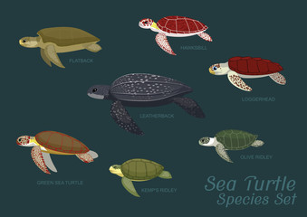 Fototapeta premium Różne gatunki żółwi morskich zestaw ilustracji wektorowych kreskówki