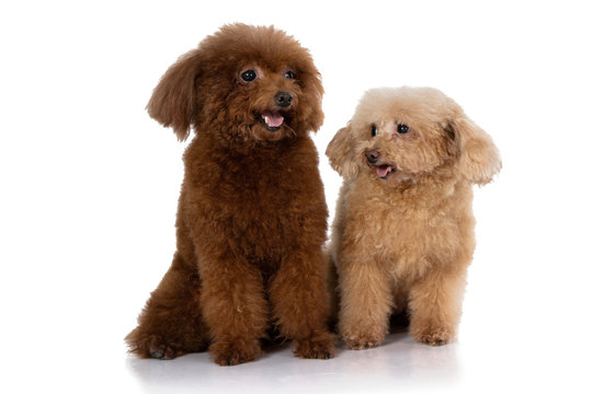 miniature poodle dog isolated