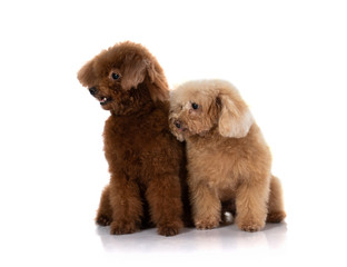 miniature poodle dog isolated